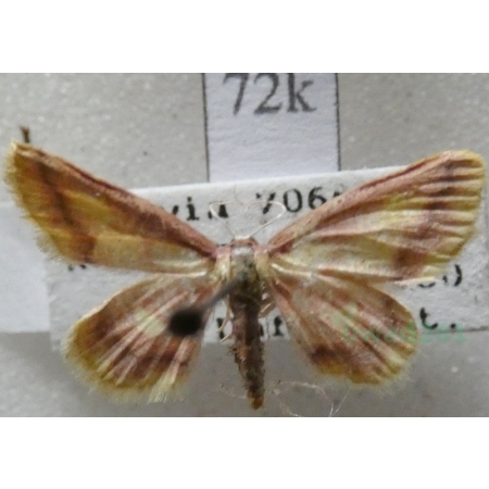 Idaea muricata (Hufnagel, 1767) Krocznik zorzak Czech72k